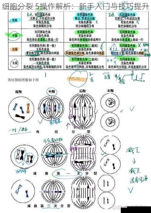 细胞分裂 5 操作解析：新手入门与技巧提升