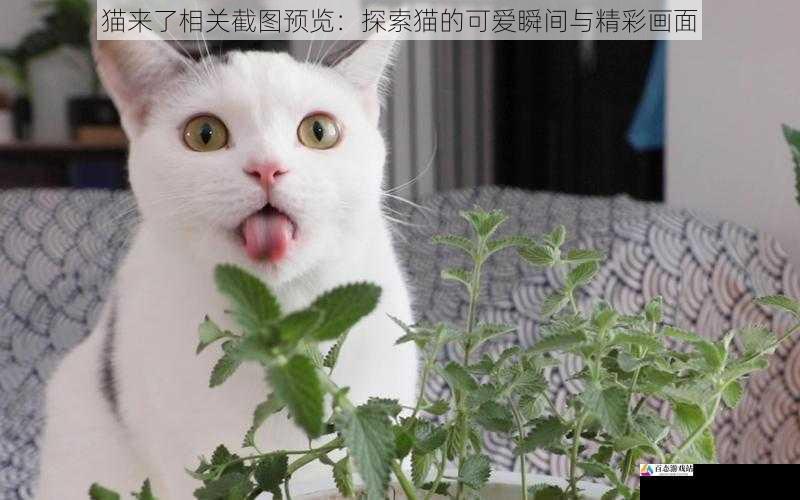 猫来了相关截图预览：探索猫的可爱瞬间与精彩画面