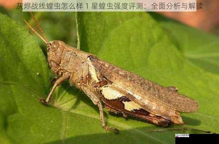 灰烬战线蝗虫怎么样 1 星蝗虫强度评测：全面分析与解读