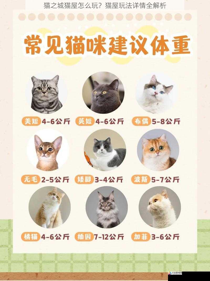 猫咪培养篇