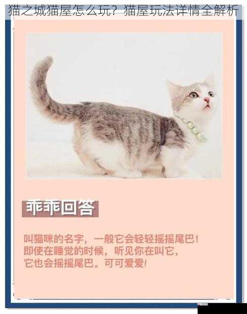 猫咪社交篇