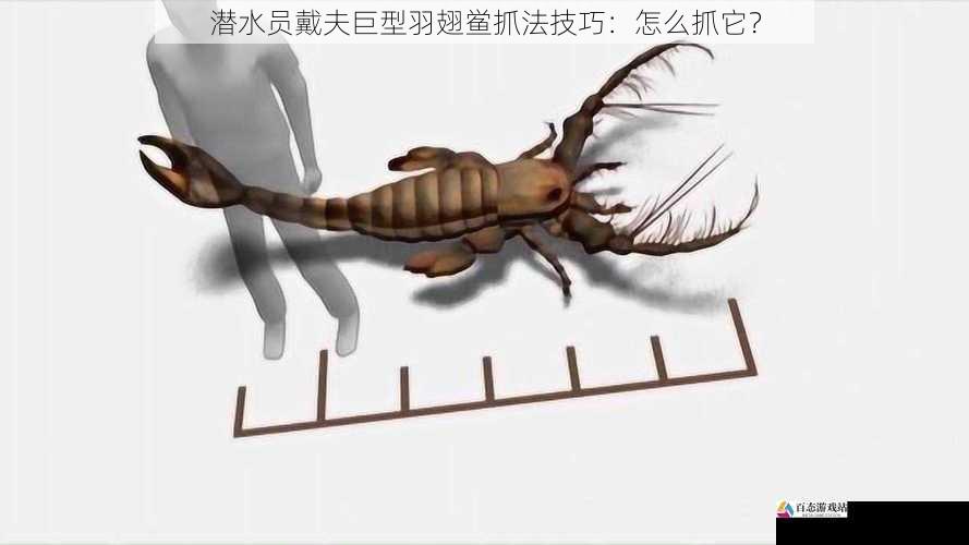 潜水员戴夫巨型羽翅鲎抓法技巧：怎么抓它？