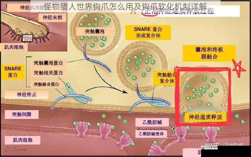 钩爪软化机制的技巧