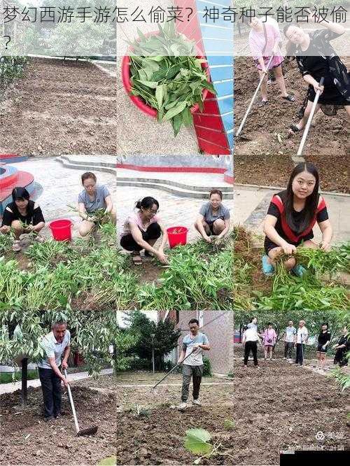 梦幻西游手游怎么偷菜？神奇种子能否被偷？