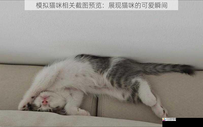 模拟猫咪相关截图预览：展现猫咪的可爱瞬间