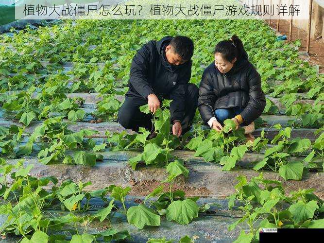 植物大战僵尸怎么玩？植物大战僵尸游戏规则详解