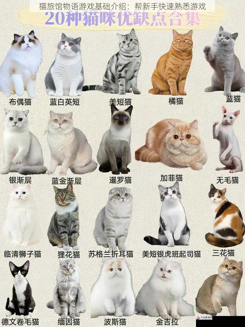 猫咪种类与特点