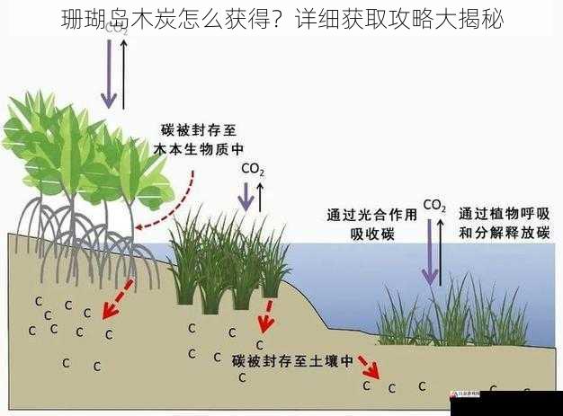 珊瑚岛木炭怎么获得？详细获取攻略大揭秘