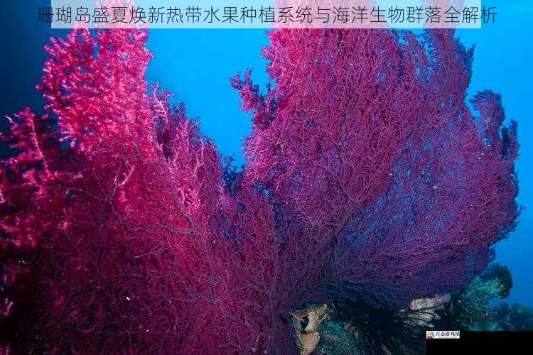 珊瑚岛盛夏焕新热带水果种植系统与海洋生物群落全解析